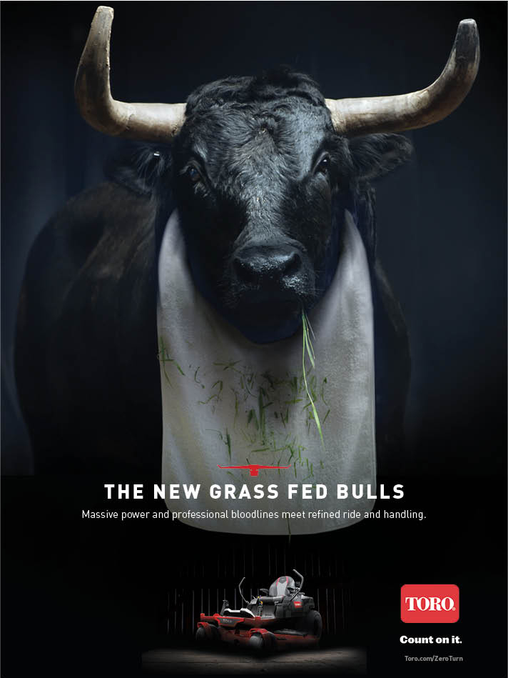 The New Grass Fed Bulls