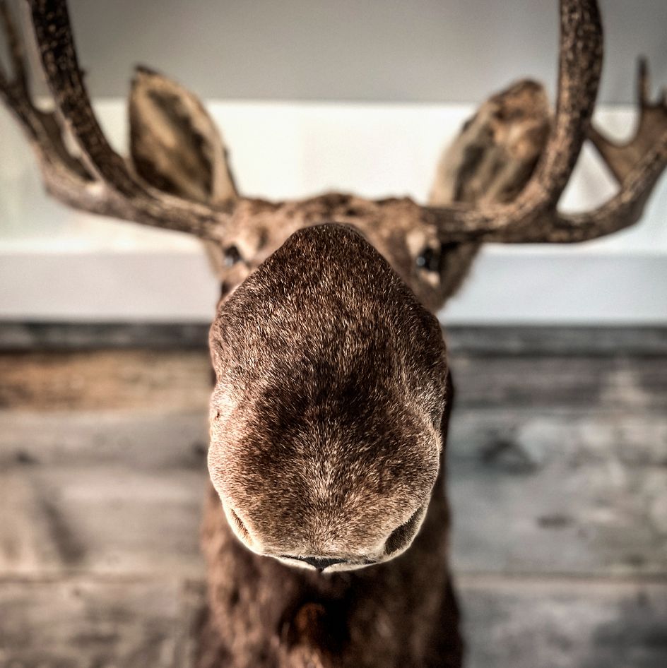 Moose selfie.