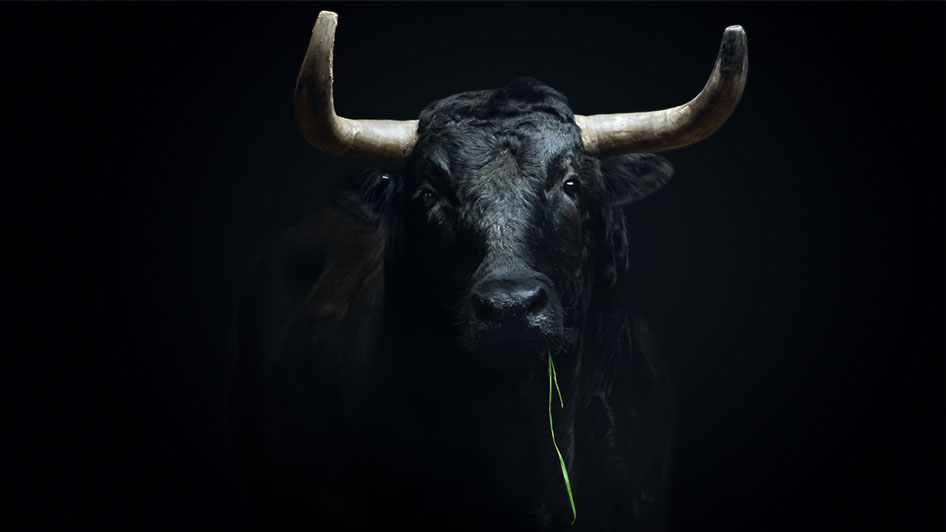 Strong black bull.